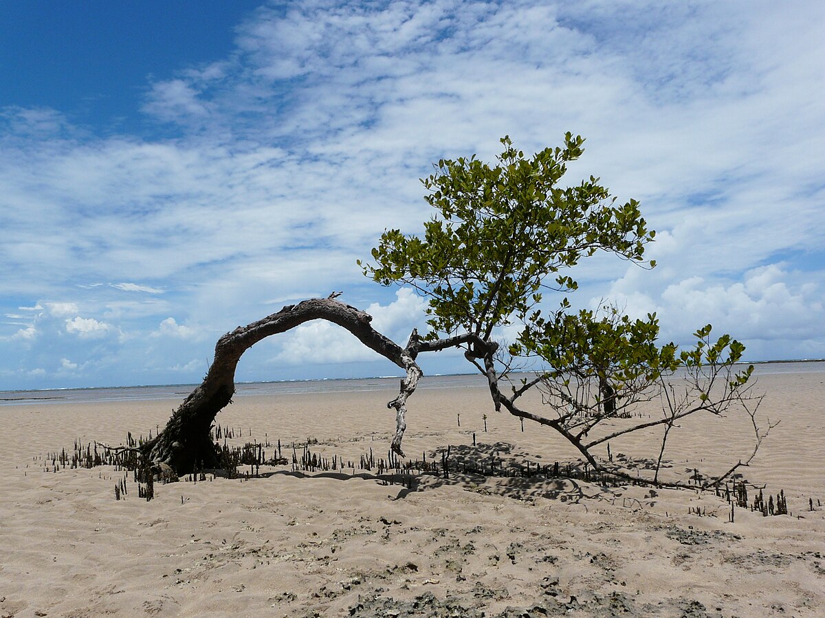 Imagem principal de Ilha de Boipeba