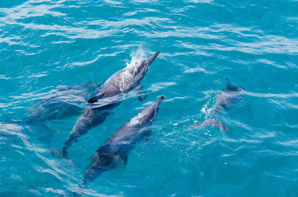 Imagem de Fernando de Noronha 4